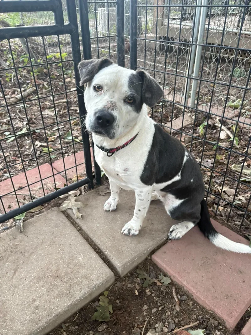 An adult medium-sized male Mixed Breed dog named Patches for adoption in Holbrook, NY