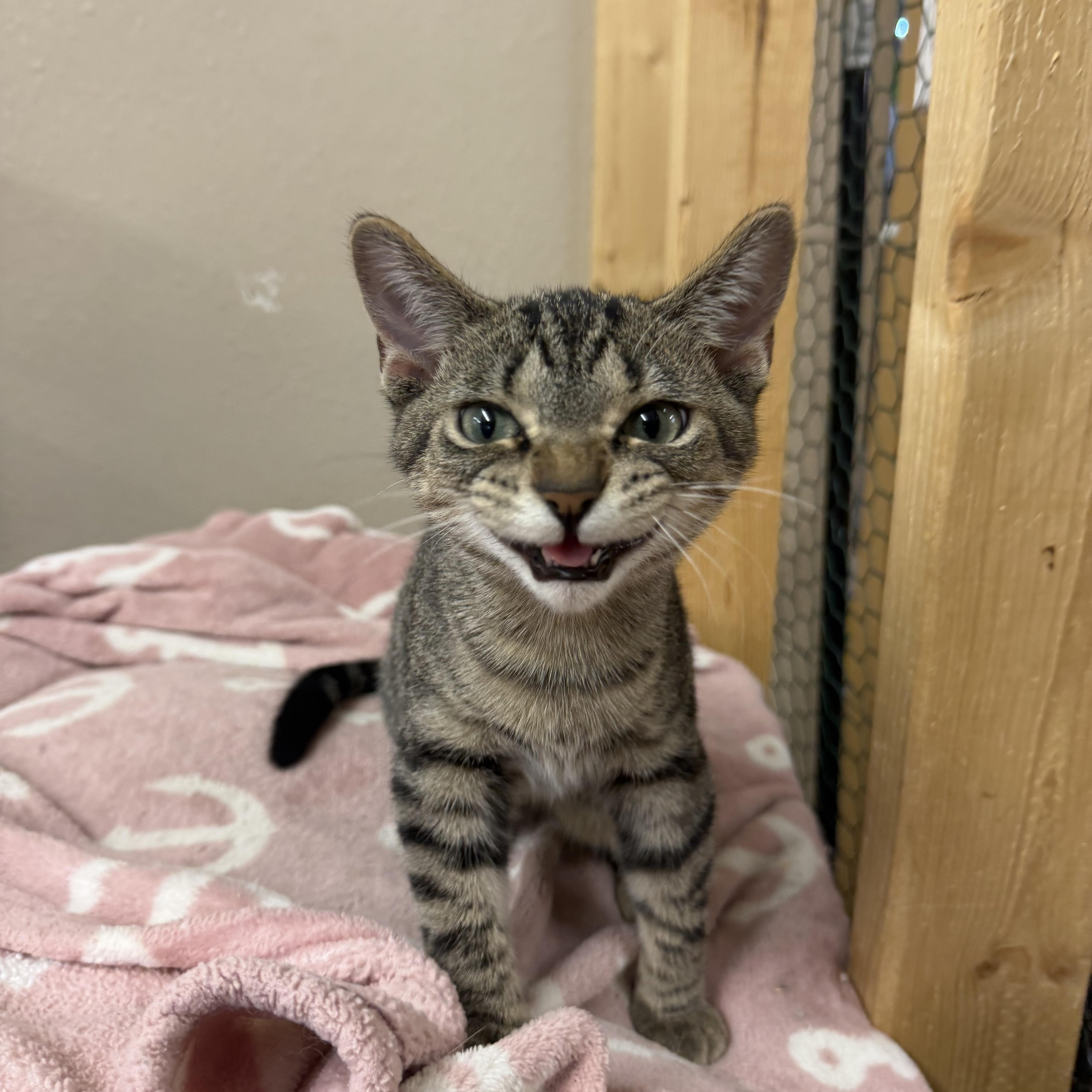 A young small-sized male Tabby (Buff / Tan / Fawn) Domestic Short Hair cat named Minnow for adoption in Mauston, WI