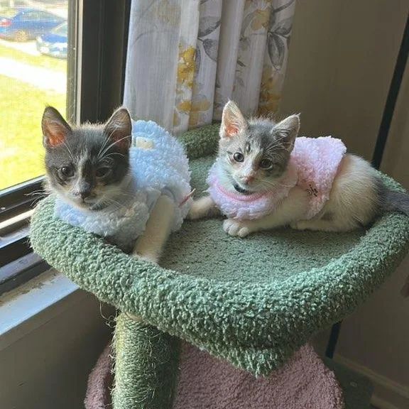 A baby medium-sized male Domestic Short Hair cat named Kona & Bean Coming for adoption in Clifton, NJ