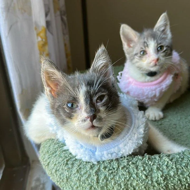 Kona & Bean Coming thumbnail 2
