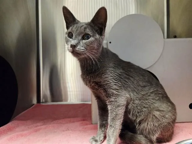 A young medium-sized female Domestic Short Hair cat named Jasmine for adoption in Martinez, CA