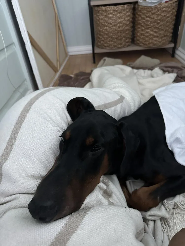 An adult large-sized male Tricolor (Brown, Black, & White) Doberman Pinscher dog named Chipa for adoption in Tigard, OR