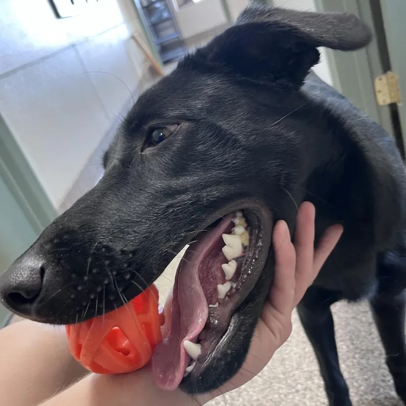 A young medium-sized female Border Collie dog named Nikki for adoption in Fallon, NV
