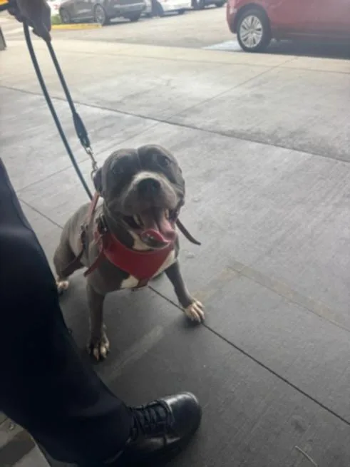 A young large-sized female Pit Bull Terrier dog named Susie for adoption in Los Angeles, CA