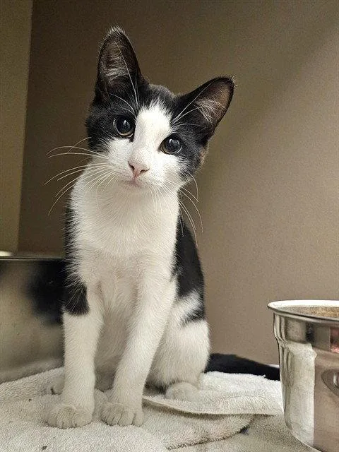 A baby medium-sized male Black & White / Tuxedo Domestic Short Hair cat named Bandit for adoption in Clyde, NC