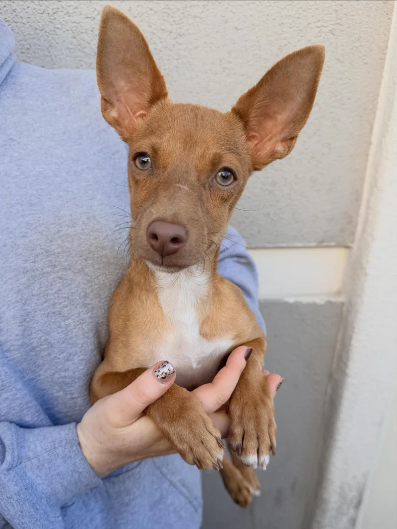 A baby small-sized female Chihuahua dog named Mcqueen for adoption in Henderson, NV