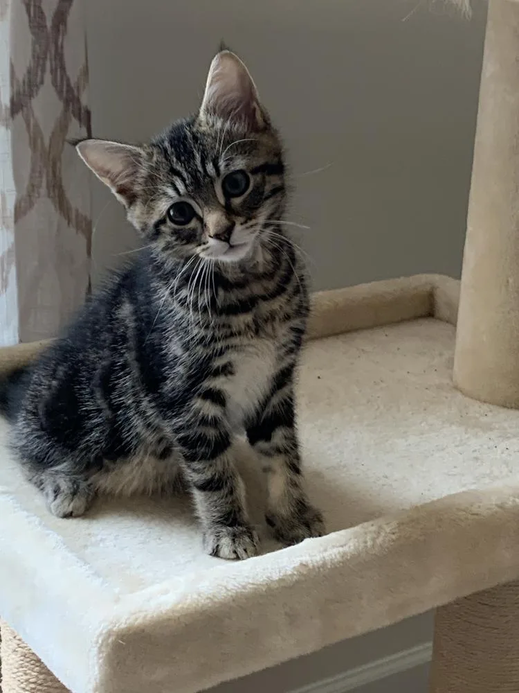A baby medium-sized female Domestic Short Hair cat named Bella for adoption in East Greenville, PA