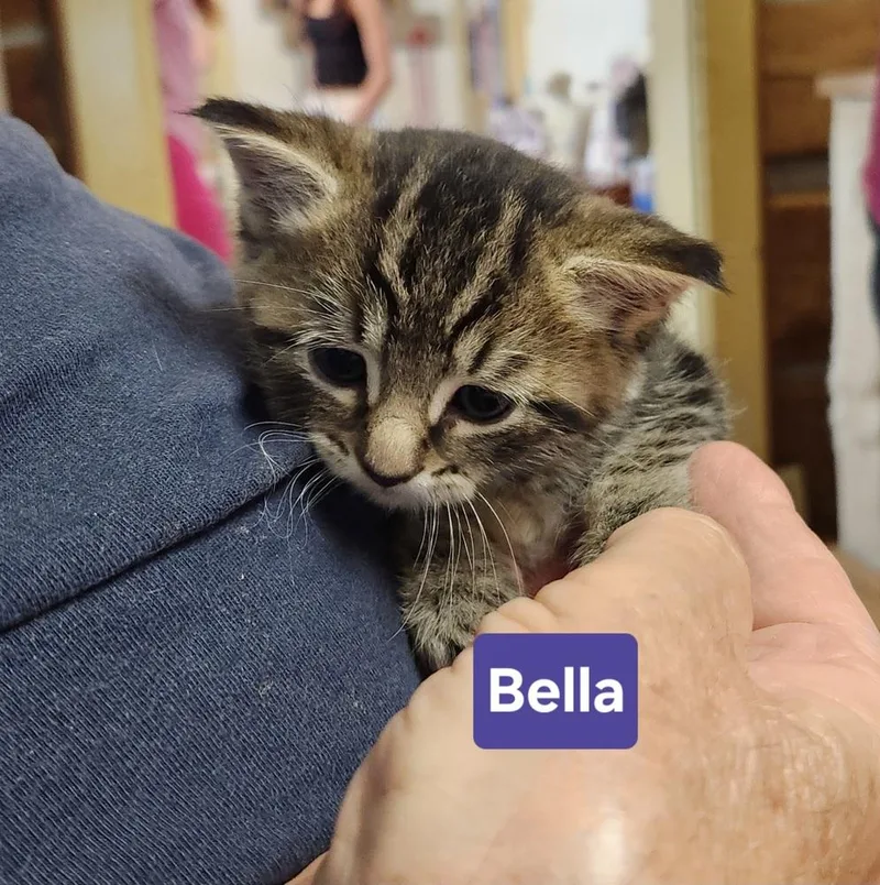 Bella thumbnail 3