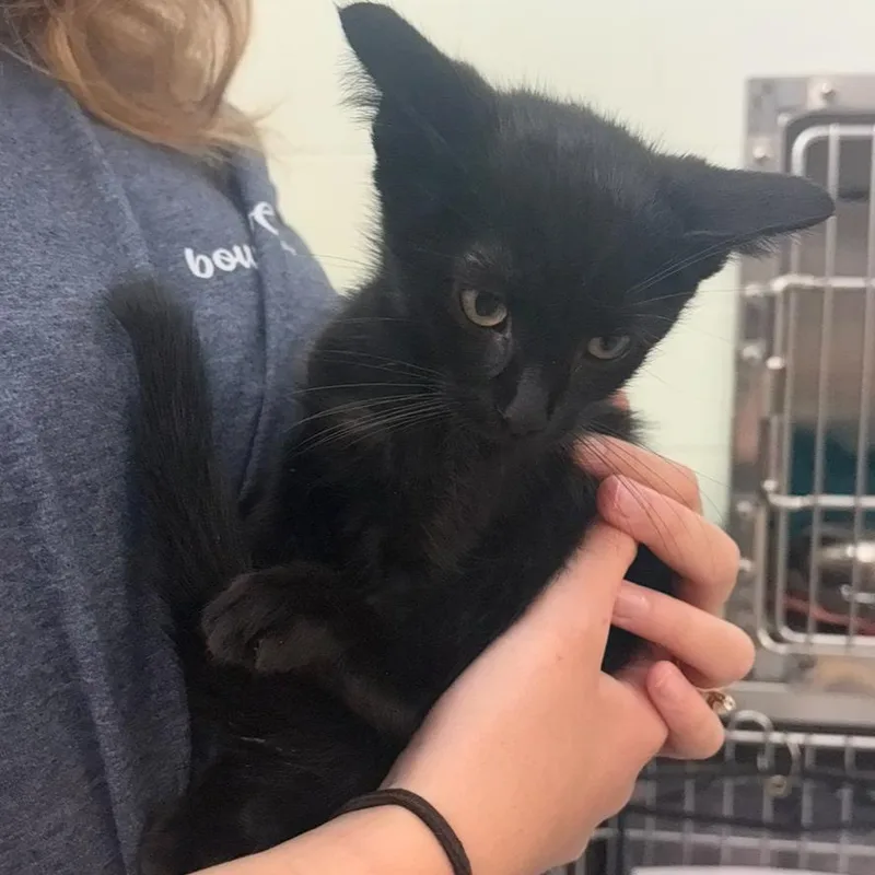 A baby small-sized male Black Domestic Short Hair cat named Tangerine for adoption in Charlottesville, VA