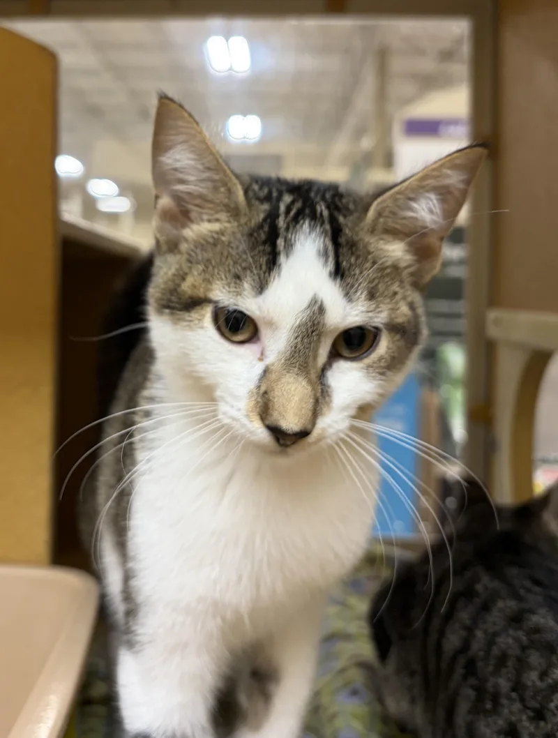A baby medium-sized male Tabby (Buff / Tan / Fawn) Domestic Short Hair cat named Solaris Julian for adoption in Stowe, PA