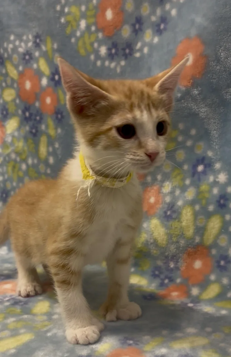 A baby medium-sized female Orange & White Domestic Short Hair cat named Madre for adoption in Payson, AZ