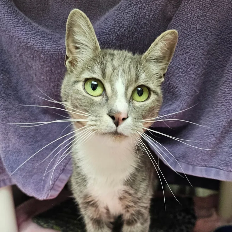 A young medium-sized female Domestic Short Hair cat named Pizza for adoption in Shoreline, WA
