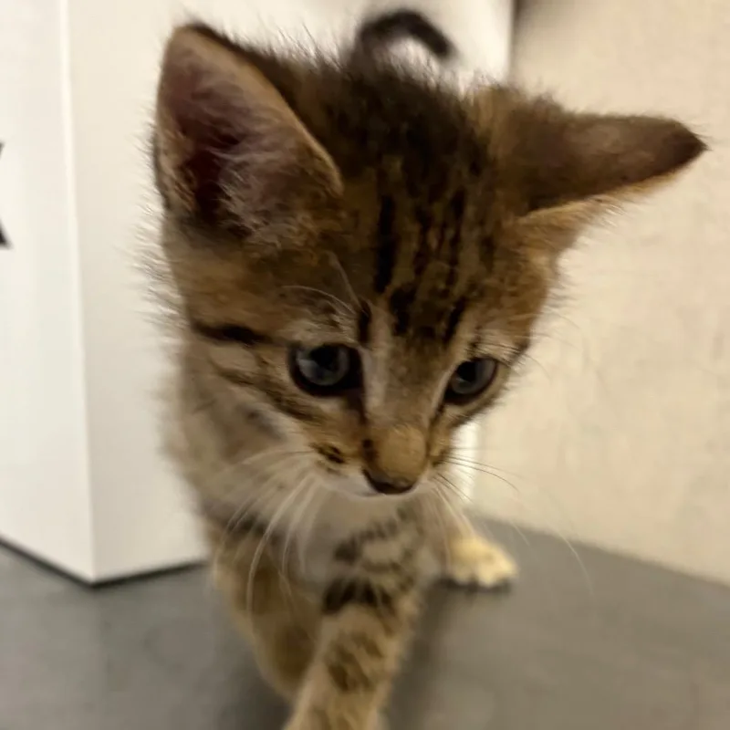A baby small-sized male Brown / Chocolate Domestic Short Hair cat named Sid for adoption in Yuma, AZ