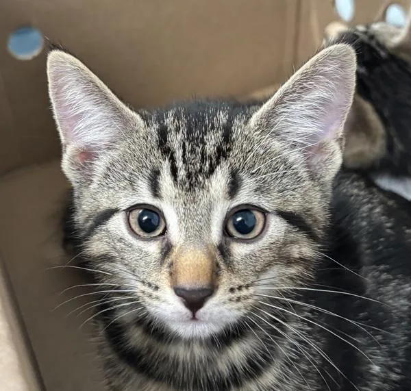 A baby small-sized male Domestic Short Hair cat named Ankle Socks for adoption in Ridgewood, NY