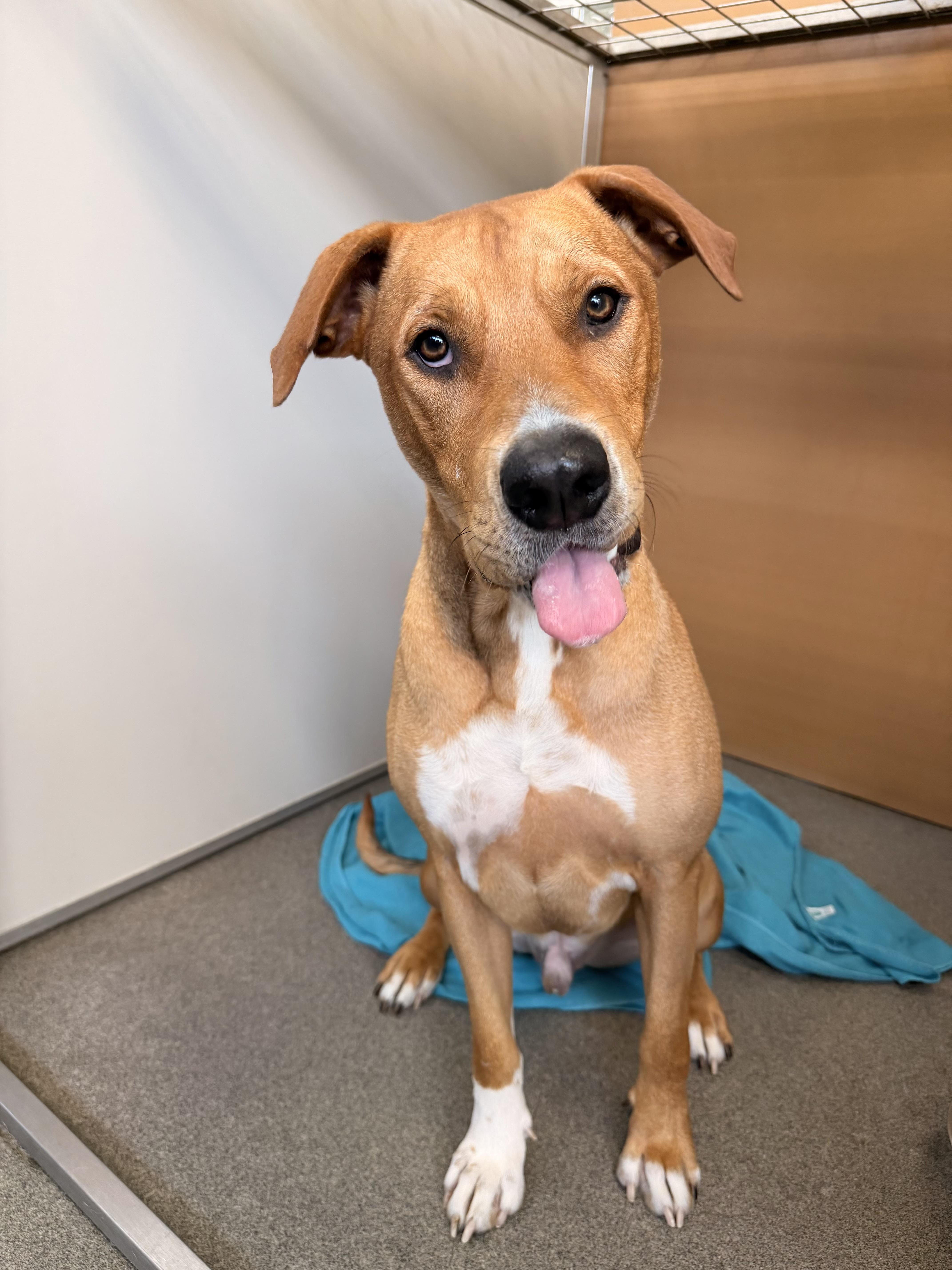 An adult medium-sized male German Shepherd Dog dog named Buddy for adoption in Carrollton, TX