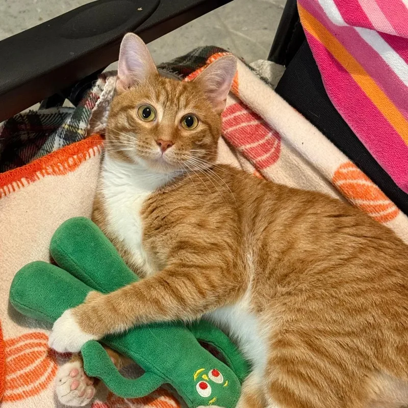 An adult medium-sized male Orange / Red Domestic Short Hair cat named Graham for adoption in Boston, MA