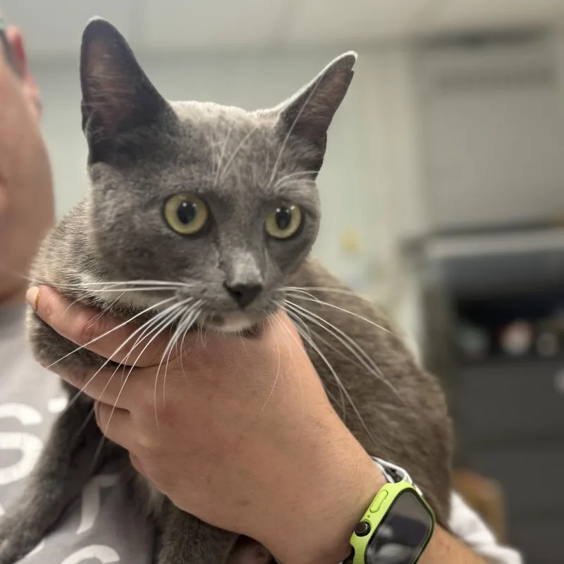 A young medium-sized female Gray / Blue / Silver Domestic Short Hair cat named LadyC for adoption in East Saint Louis, IL