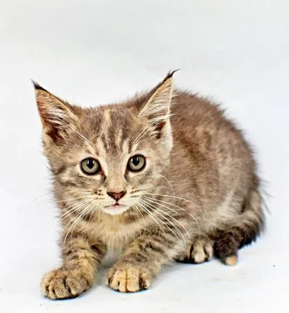 A baby small-sized female Domestic Short Hair cat named Chandra for adoption in Morton Grove, IL