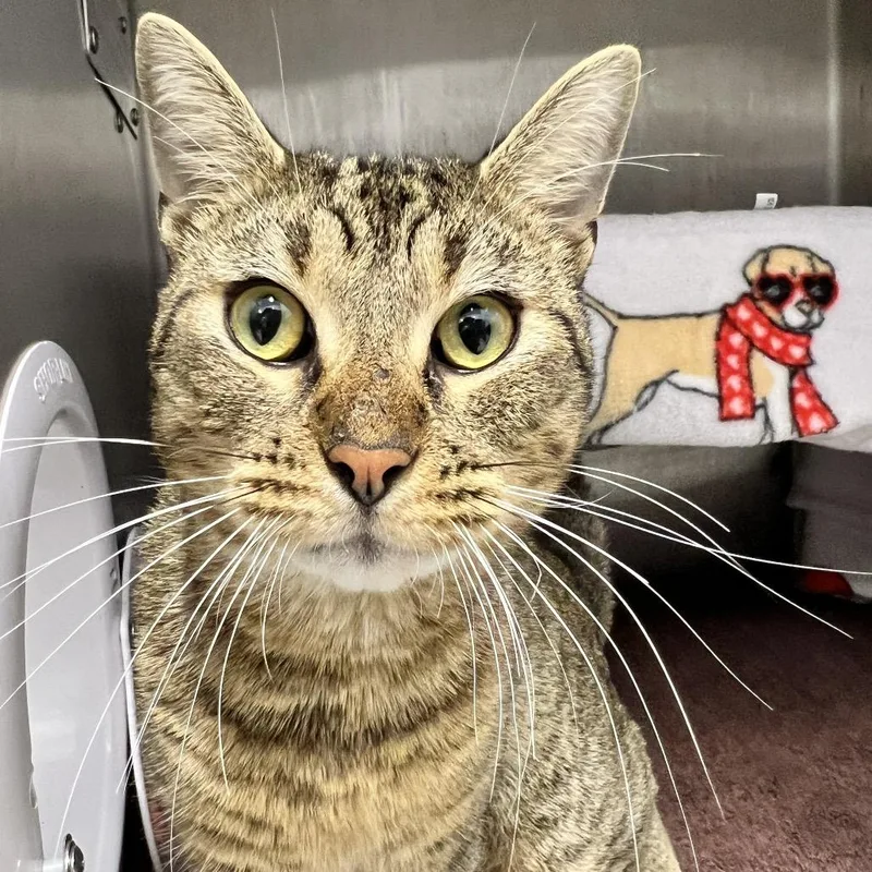 An adult medium-sized male Brown / Chocolate Domestic Short Hair cat named Landinwood for adoption in Fort Wayne, IN