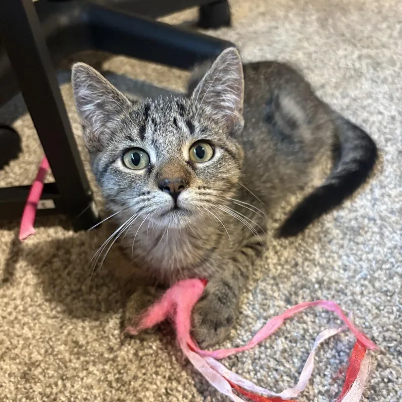 A baby small-sized female Brown / Chocolate Domestic Short Hair cat named Sophia for adoption in Mondovi, WI