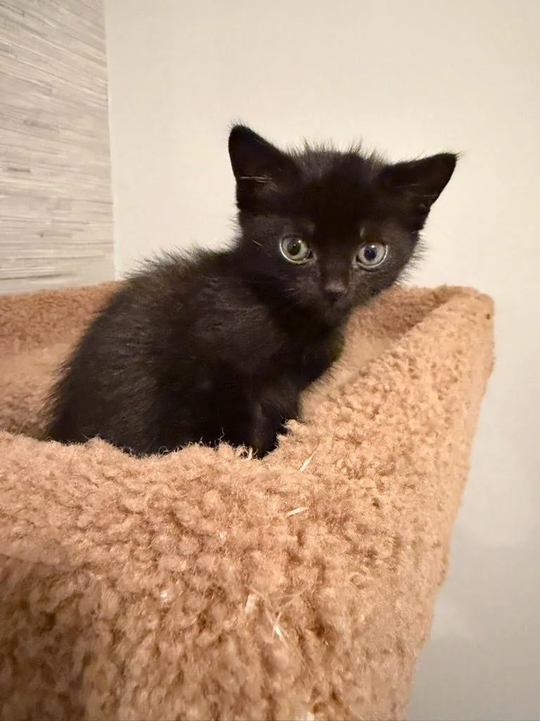 A baby medium-sized female Domestic Short Hair cat named Petra Parker for adoption in Parkville, MD