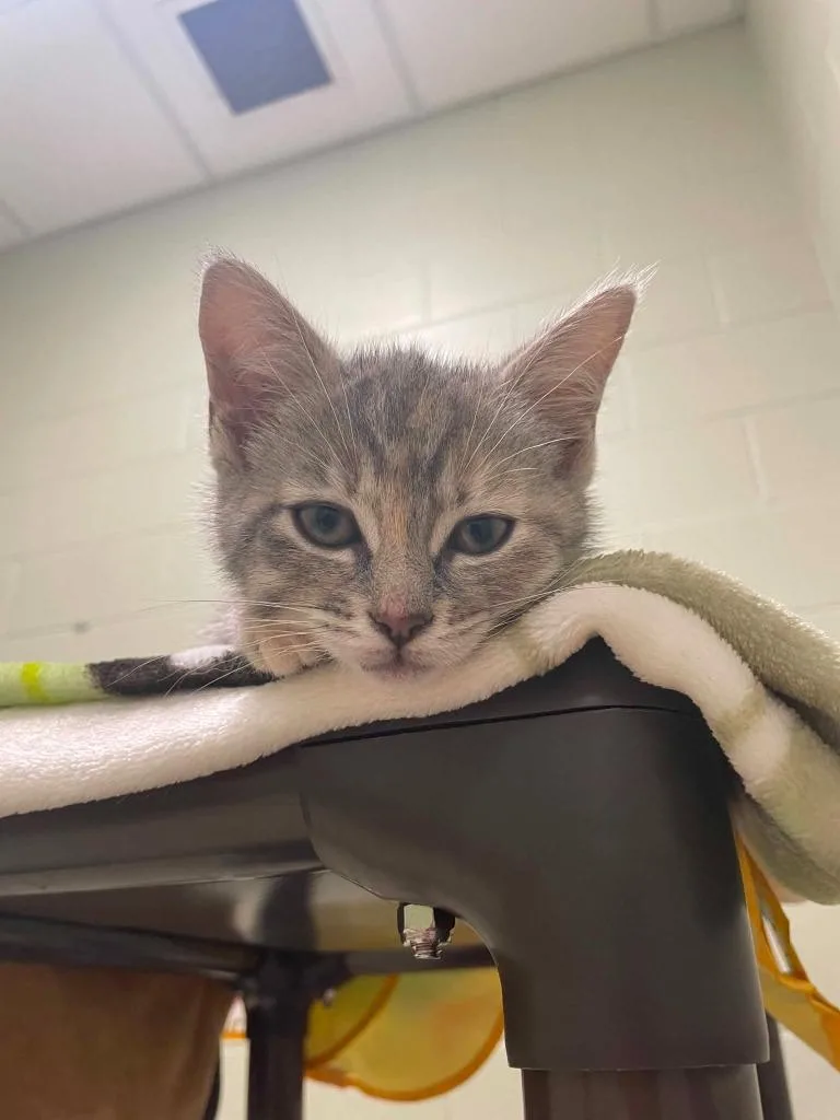 A baby medium-sized female Domestic Short Hair cat named Dove for adoption in Hamilton, OH