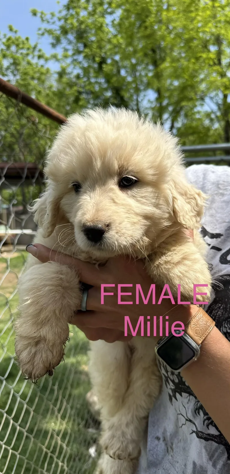 Millie