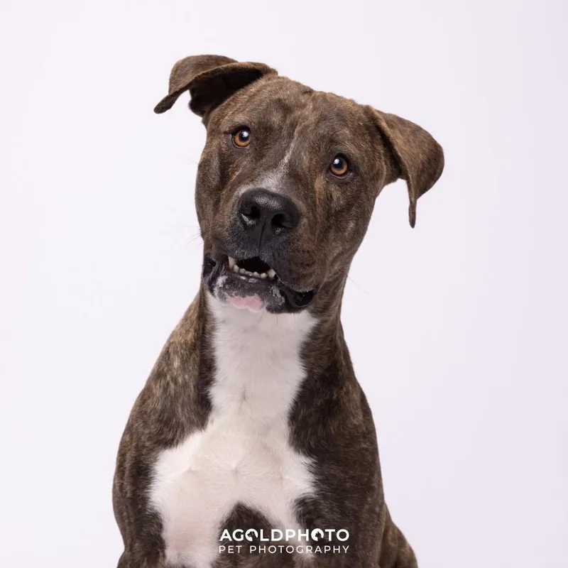 Enzo