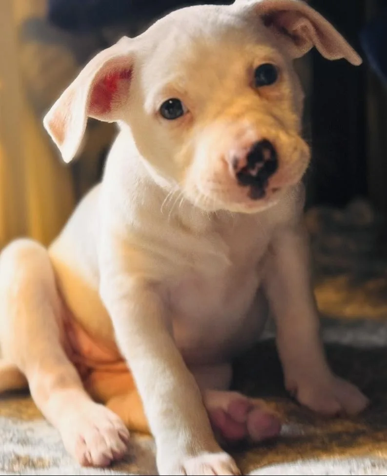 A young medium-sized female White / Cream Mixed Breed dog named Porscha for adoption in Grafton, MA