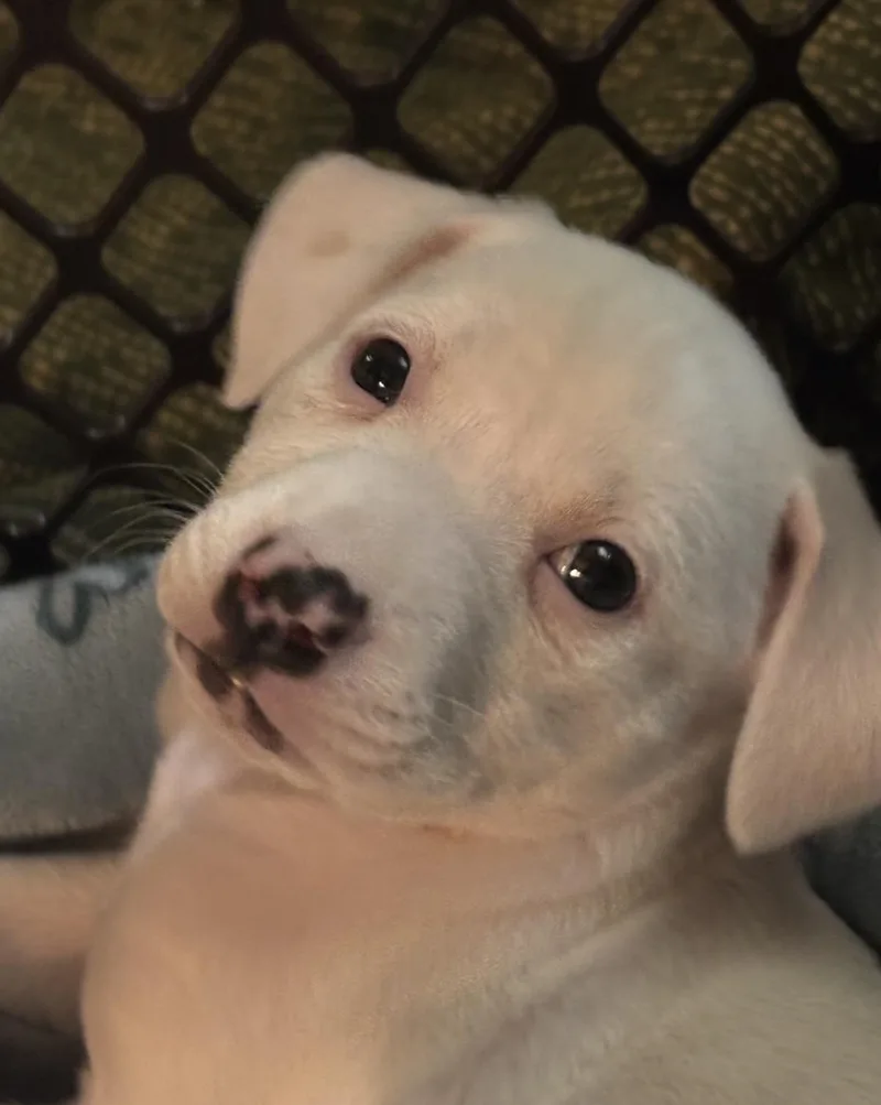 Porscha thumbnail 2