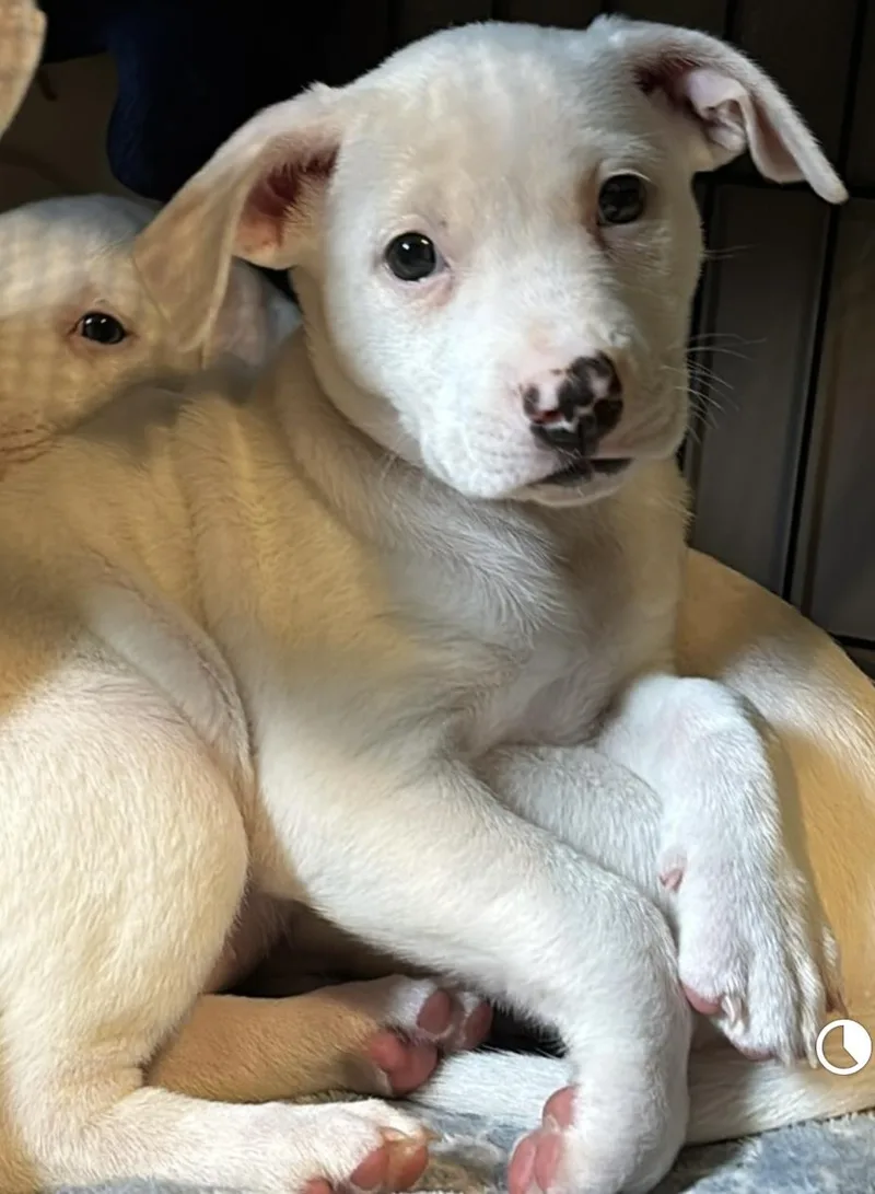 Porscha thumbnail 3