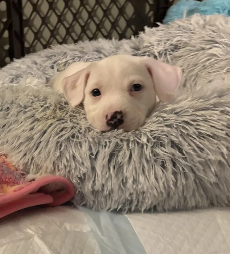 Porscha thumbnail 4
