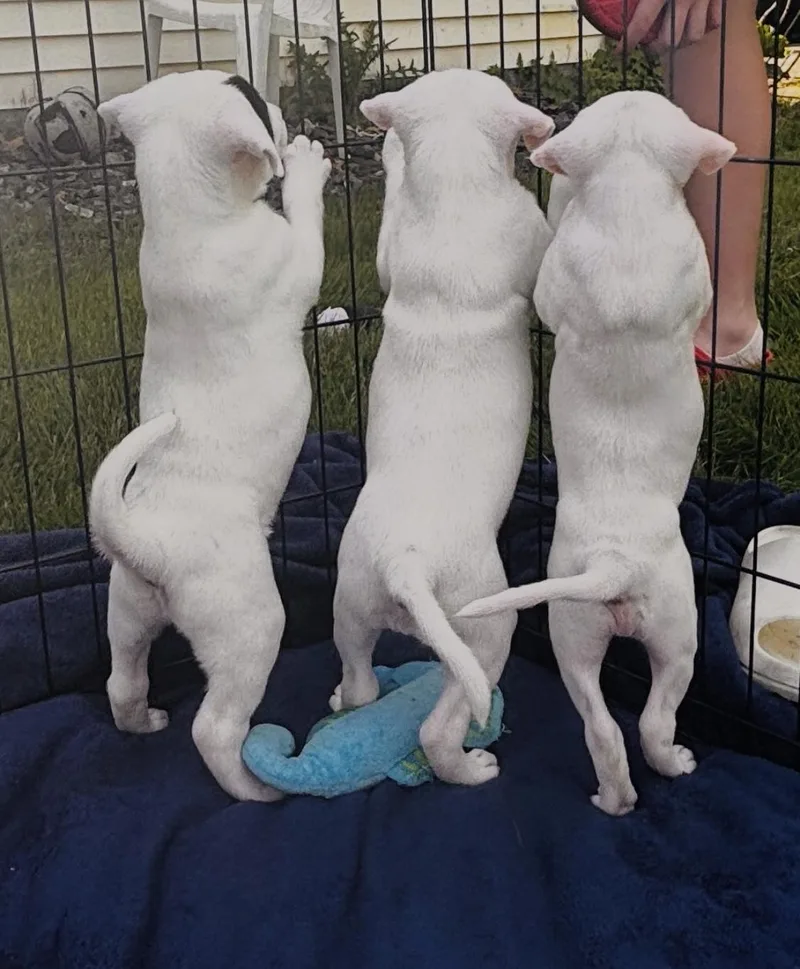 Porscha thumbnail 6