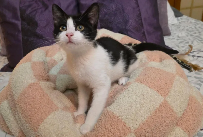 A baby small-sized female Domestic Short Hair cat named Tiger Lilly for adoption in South Pasadena, CA