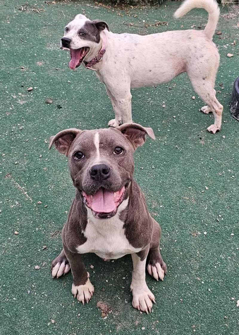 A young medium-sized female Cattle Dog dog named Harley Quinn for adoption in North Myrtle Beach, SC