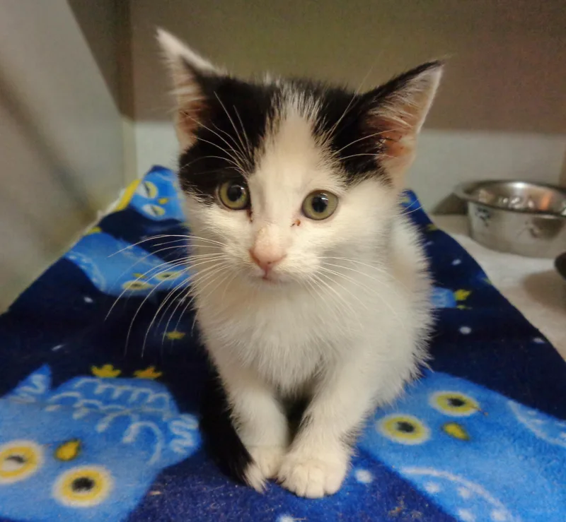 A baby small-sized male Black & White / Tuxedo Domestic Short Hair cat named Carlsbad for adoption in Delhi, NY