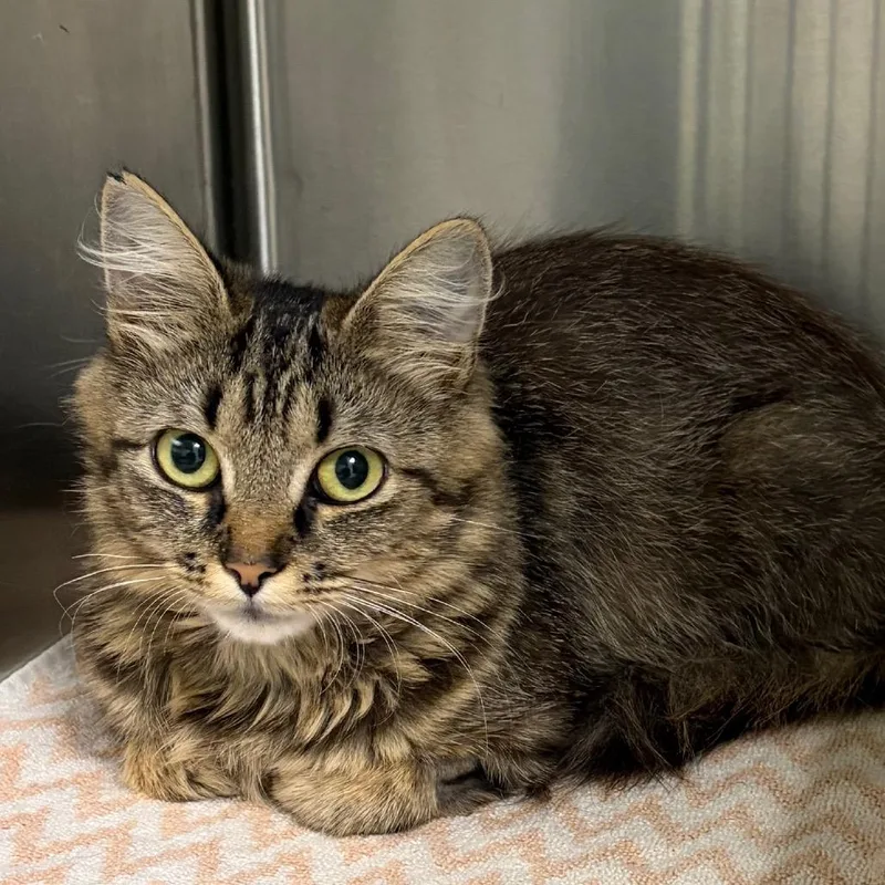 A young medium-sized female Brown / Chocolate Domestic Long Hair cat named Kira for adoption in Harrisonburg, VA
