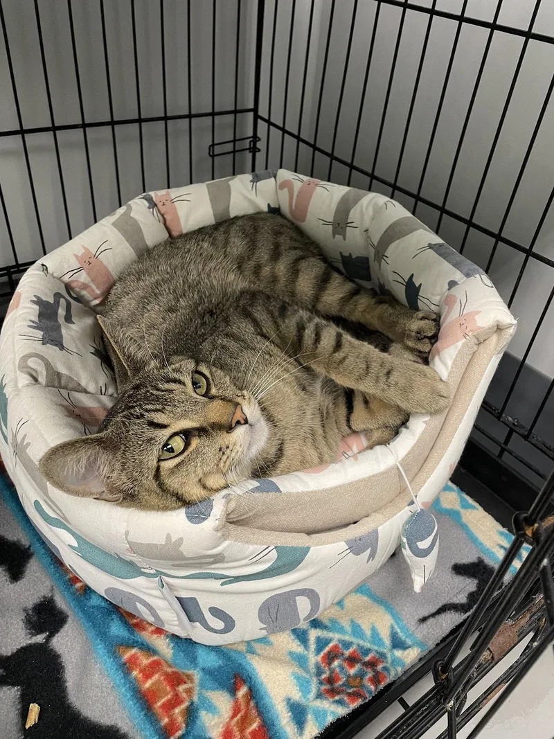 An adult medium-sized male Tabby cat named Milo for adoption in Georgetown, KY