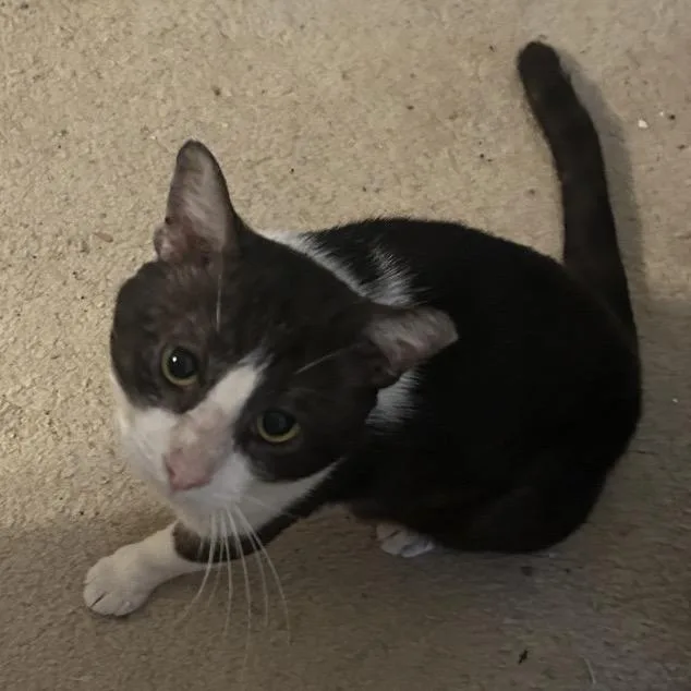 An adult large-sized male Black Domestic Short Hair cat named Yogi for adoption in League City, TX
