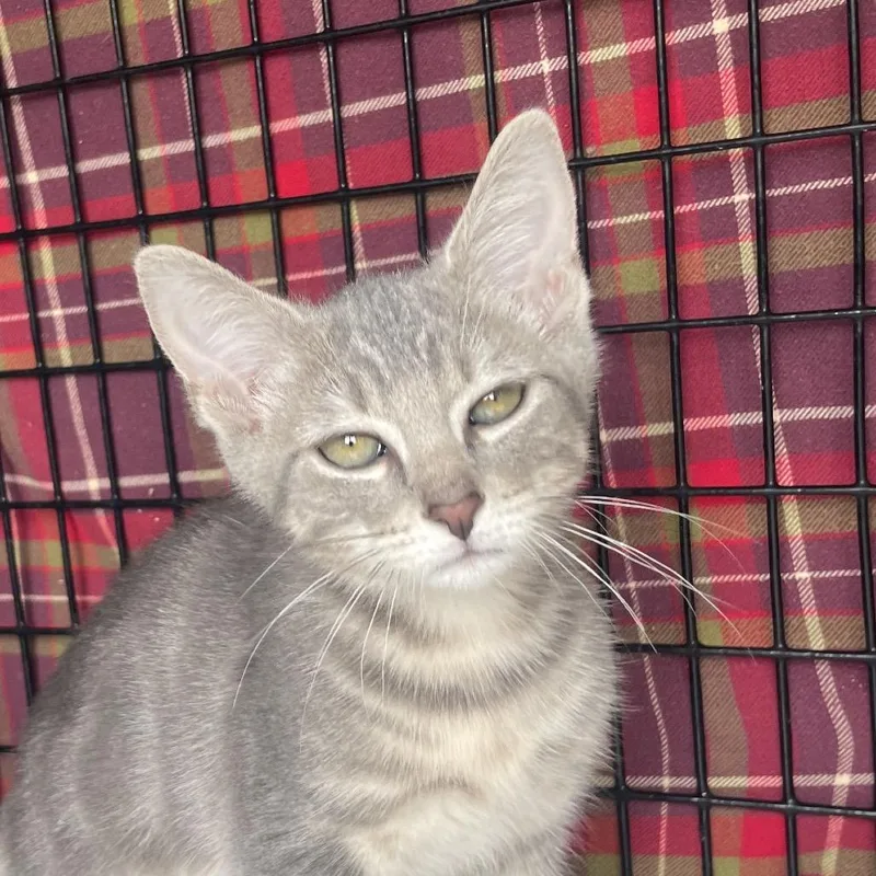 A baby small-sized male Gray / Blue / Silver Domestic Short Hair cat named Puzzle for adoption in Chicago, IL