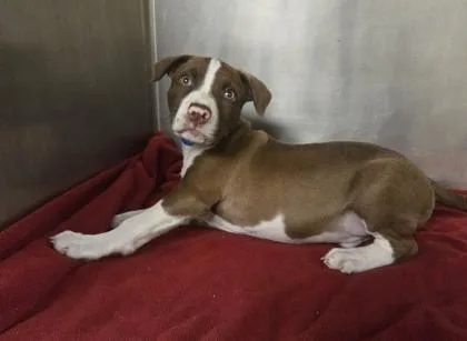 A baby small-sized male Pit Bull Terrier dog named Bernie for adoption in Westland, MI