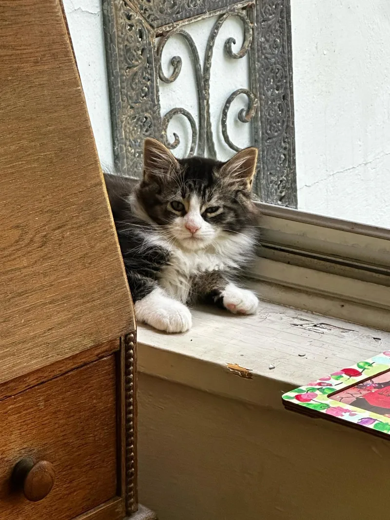 A baby medium-sized male Domestic Long Hair cat named Wando for adoption in Jersey City, NJ