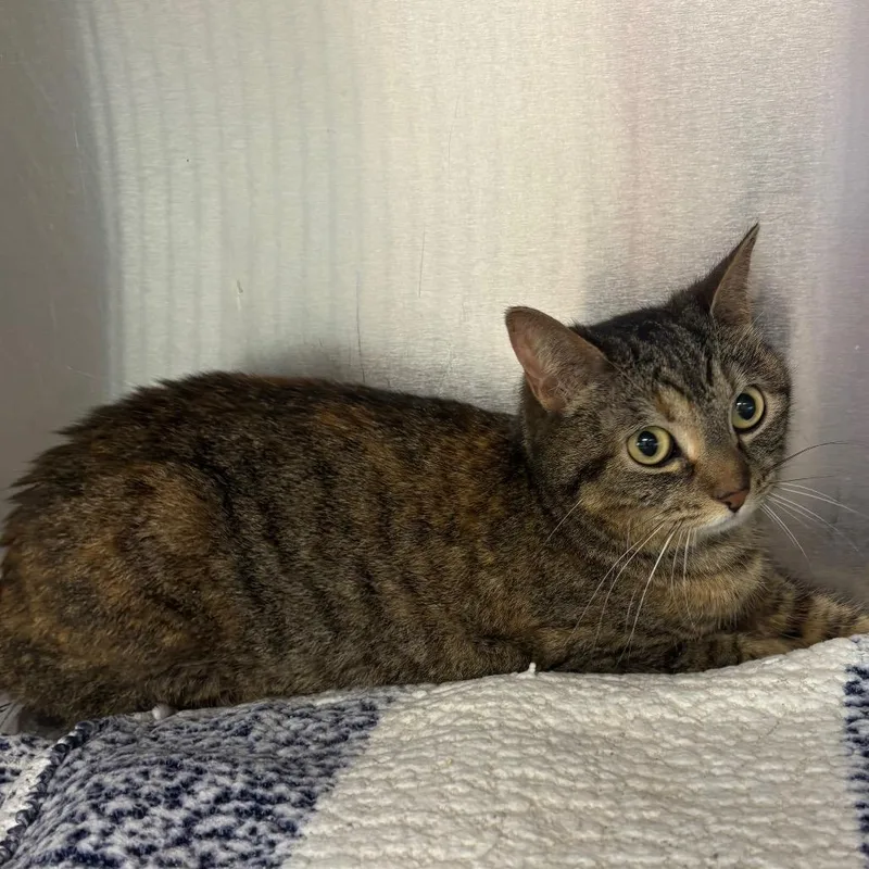 An adult small-sized female Brown / Chocolate Domestic Short Hair cat named Jo for adoption in DeKalb, IL