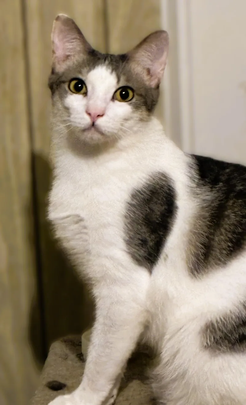 A young medium-sized male Gray & White Domestic Short Hair cat named Jack for adoption in Charlotte, NC