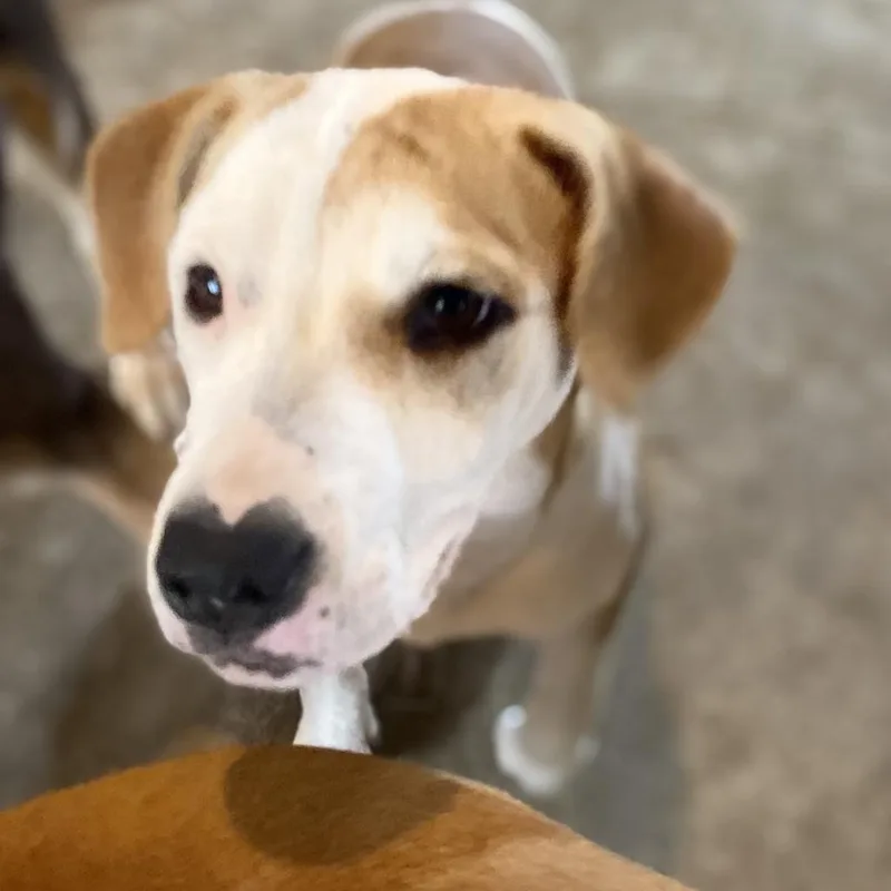 Pepper Graduated From Pawsinprison.