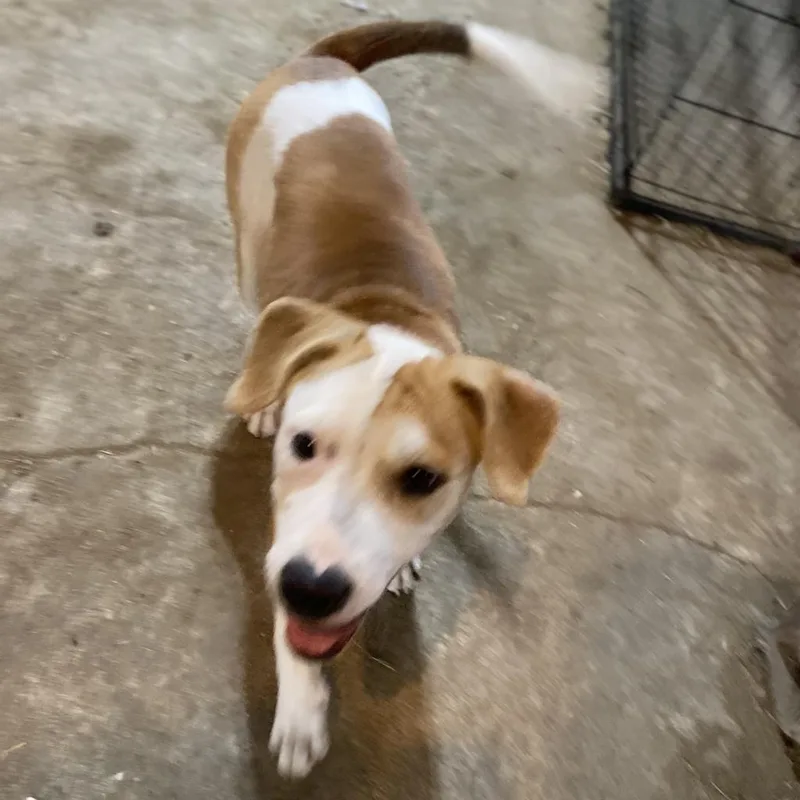 Pepper Graduated From Pawsinprison. thumbnail 2