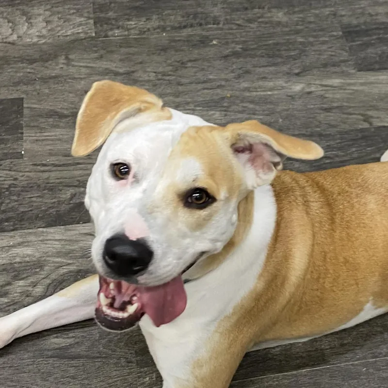 Pepper Graduated From Pawsinprison. thumbnail 3