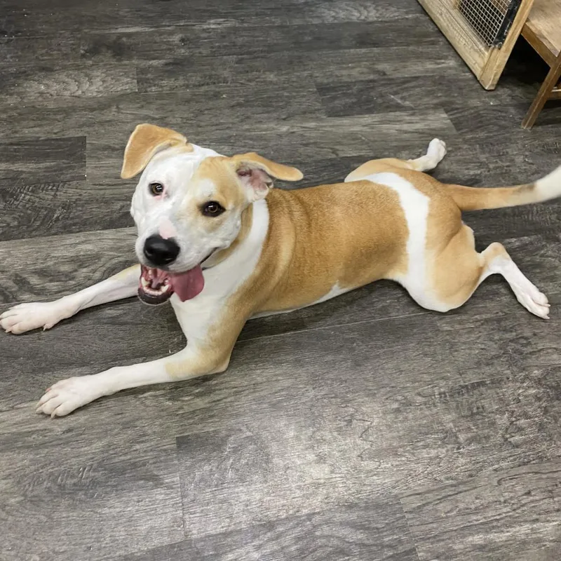 Pepper Graduated From Pawsinprison. thumbnail 4