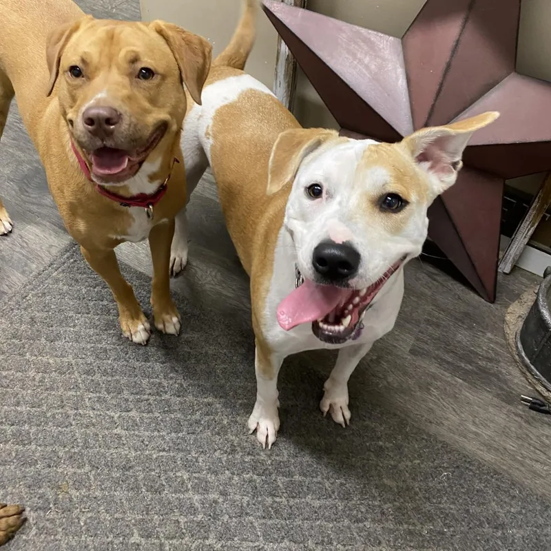 Pepper Graduated From Pawsinprison. thumbnail 5