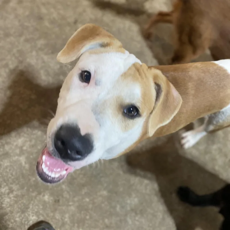 Pepper Graduated From Pawsinprison. thumbnail 6